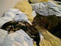cats