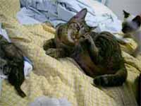 cats