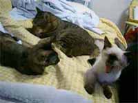 cats
