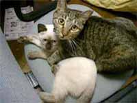 cats