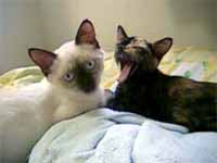 cats