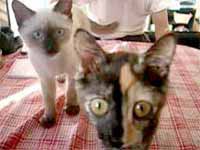 cats
