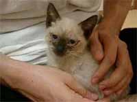 cats