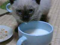 cats