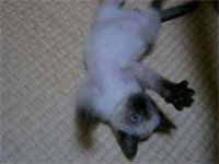 cats