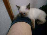 cats