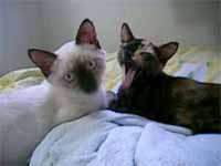 cats