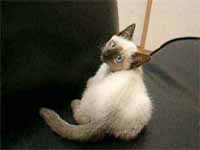 cats