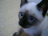 cats