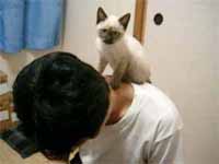 cats