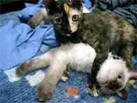 cats