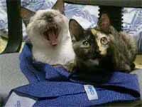 cats