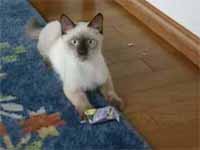 cats