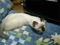 cats