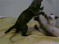 cats