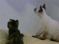 cats
