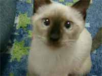 cats