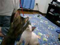 cats