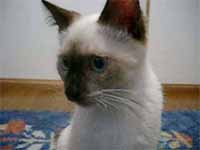 cats