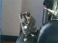 cats