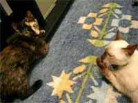 cats