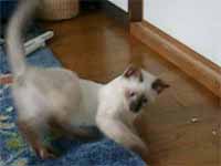 cats