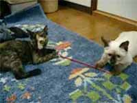 cats