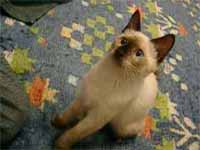cats