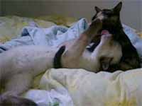 cats