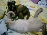 cats