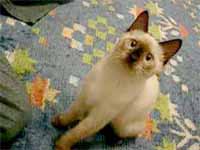 cats