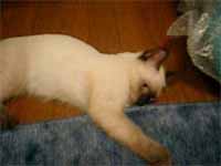 cats