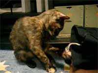 cats