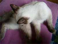 cats