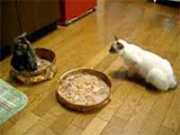 cats