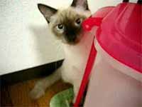 cats