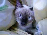 cats