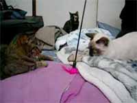 cats