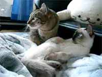 cats
