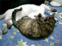 cats