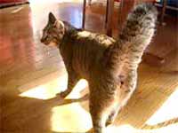 cats