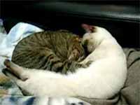 cats