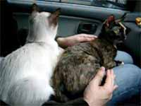 cats