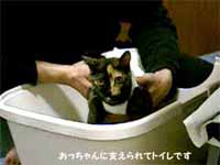cats
