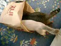 cats