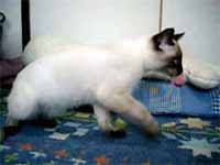 cats