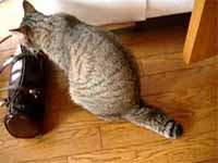 cats