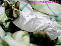 cats