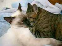 cats