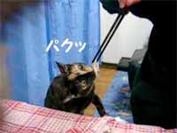 cats